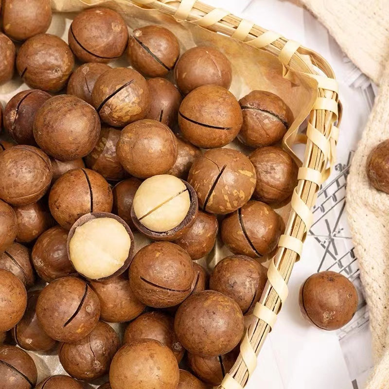 Australia Creamy Macadamia In Shell ( Large Size)/500G
