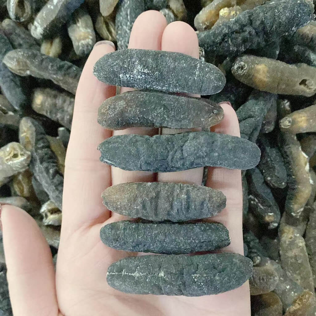 Australia Sea Cucumber