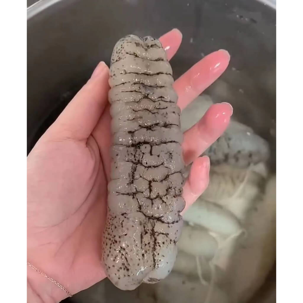Australia Sea Cucumber