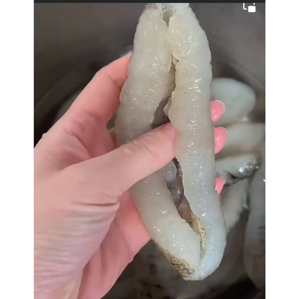 Australia Sea Cucumber