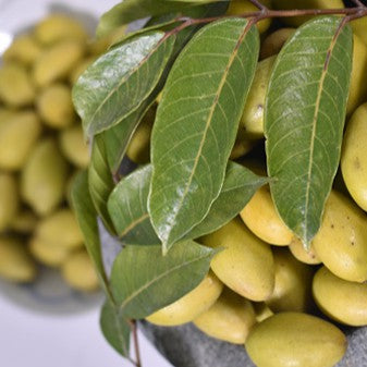South Ginger Olive 南姜橄榄
