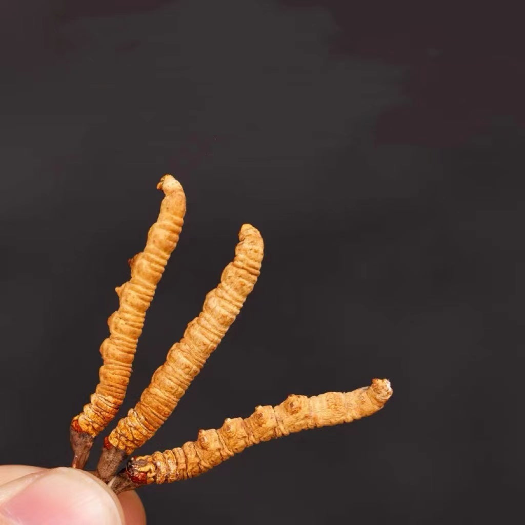 Wild Tibet Cordyceps/ (8pcs/Bottle)