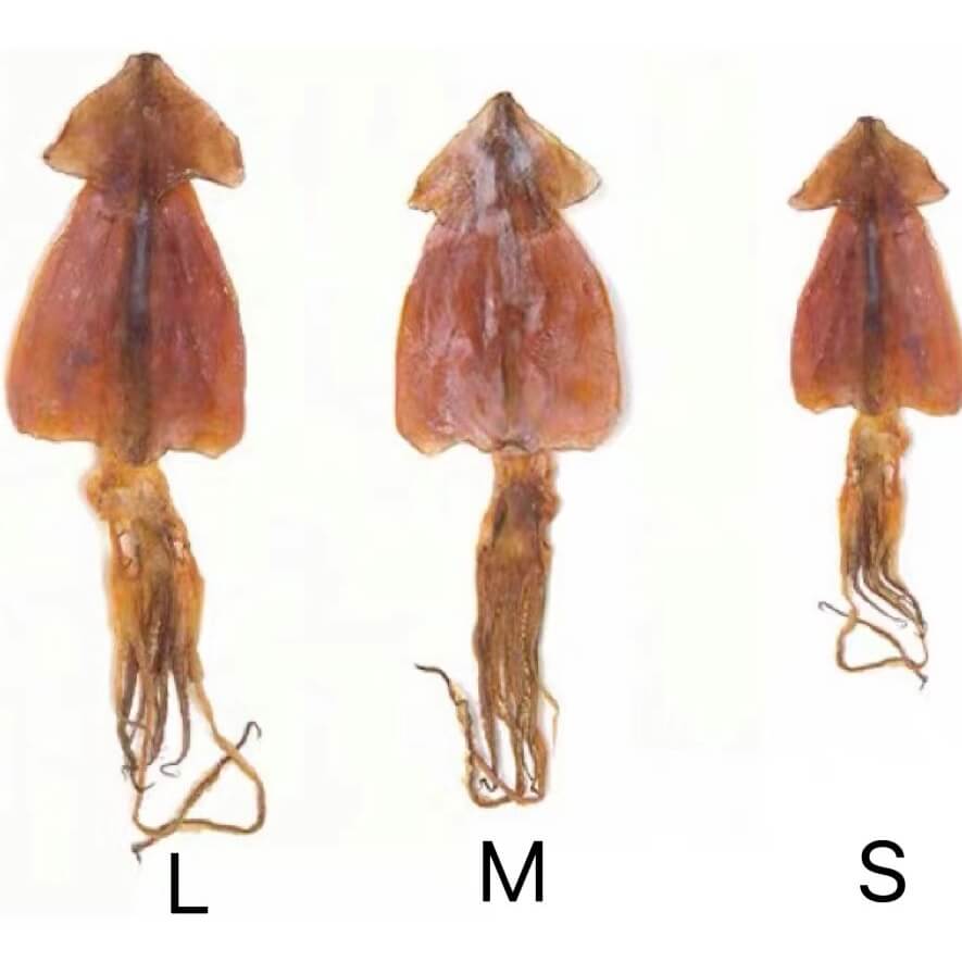 Dried Cuttlefish Squid 鱿鱼干/Size S, M, L