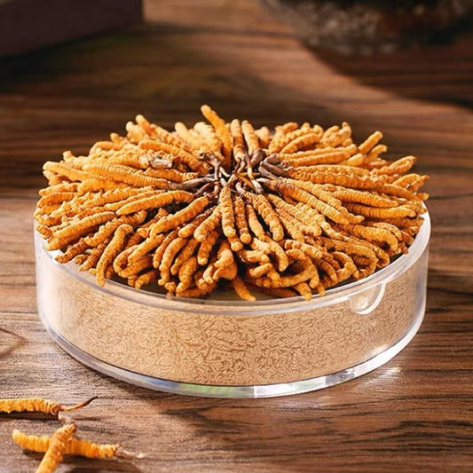 Wild Tibet Cordyceps/ (8pcs/Bottle)